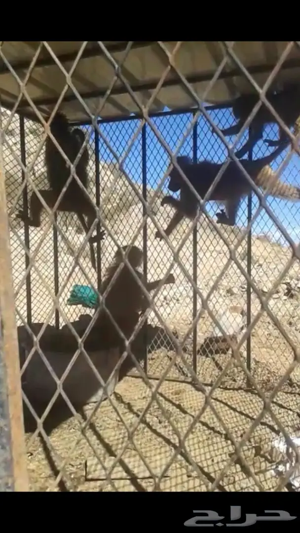 قرود للبيع (image 2)