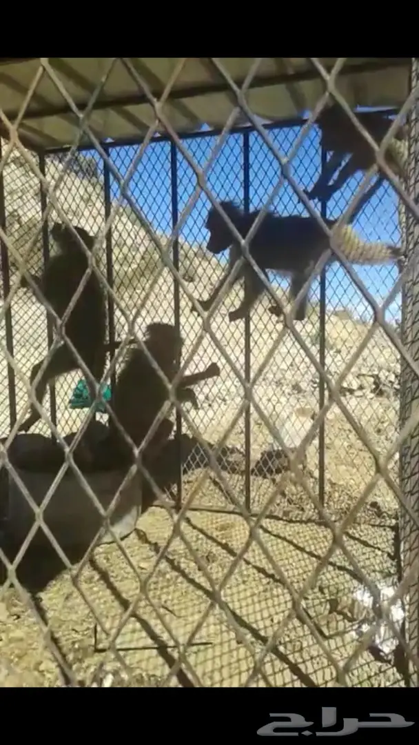 قرود للبيع (image 3)