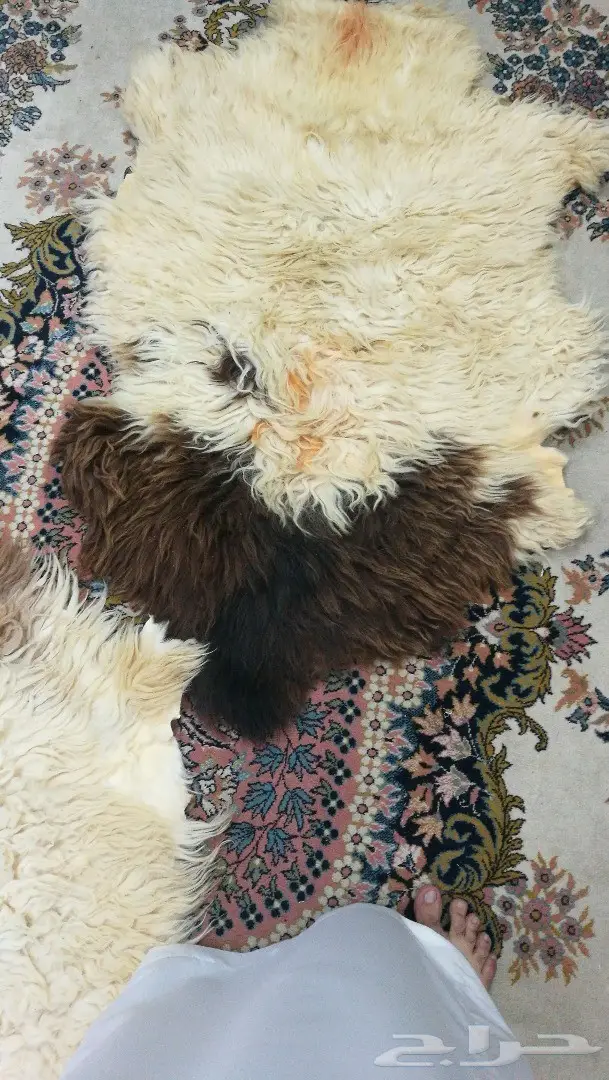 مقتنيات للبيع (image 5)