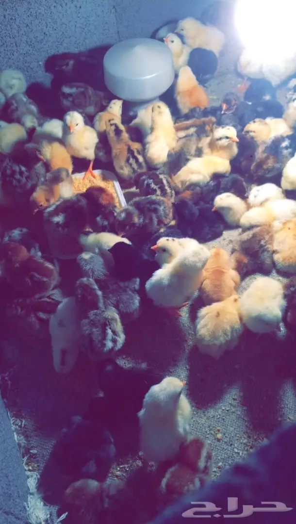 صوص بلدي للبيع