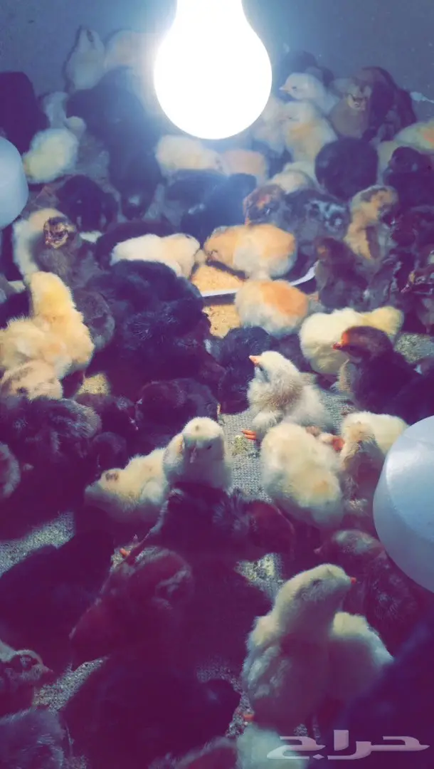 صوص بلدي للبيع (image 1)