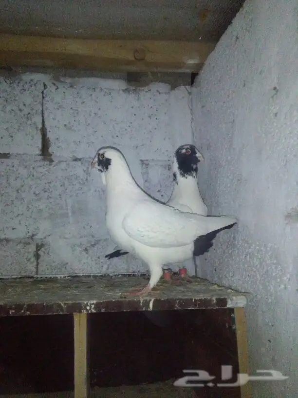 حمام سوري أصيل - فرصة لا تعوض! (image 18)