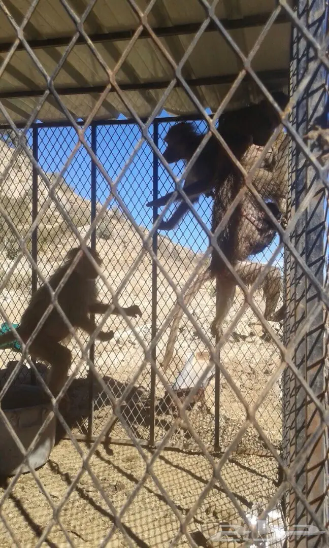 قرود للبيع (image 1)