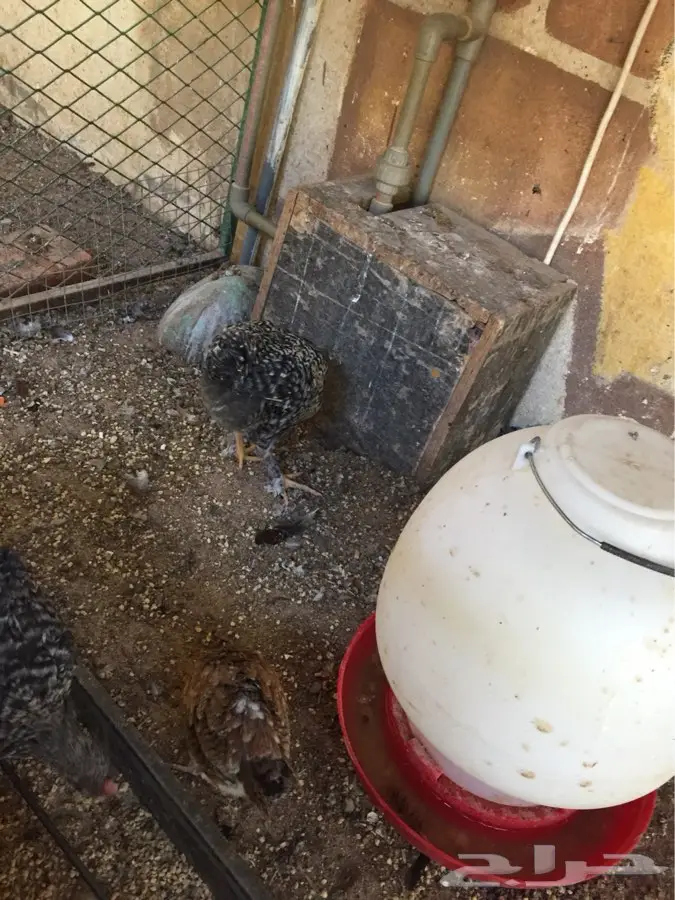 للبيع براهما مهجن