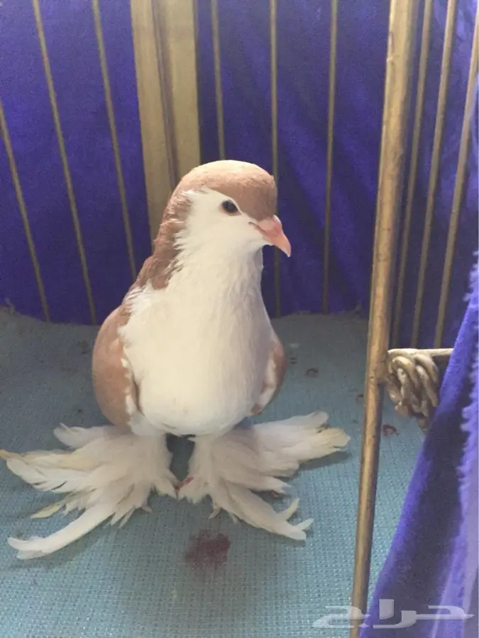 انثى شيرازي (image 9)