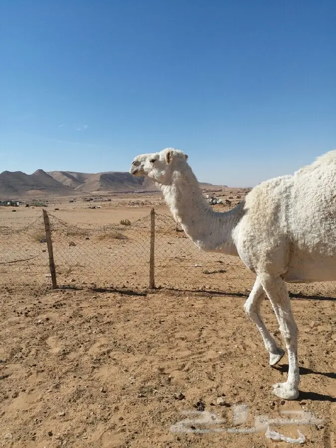 الرياض - بكرة ضروبة طيبه جذعه (image 1)