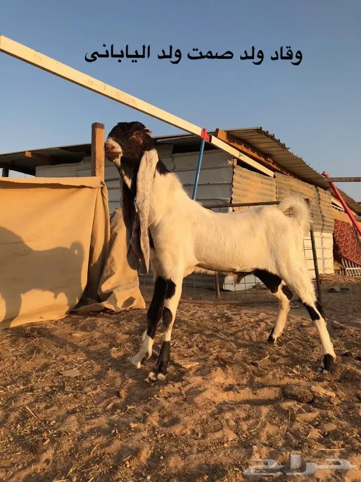 فحل هولندي  (image 3)