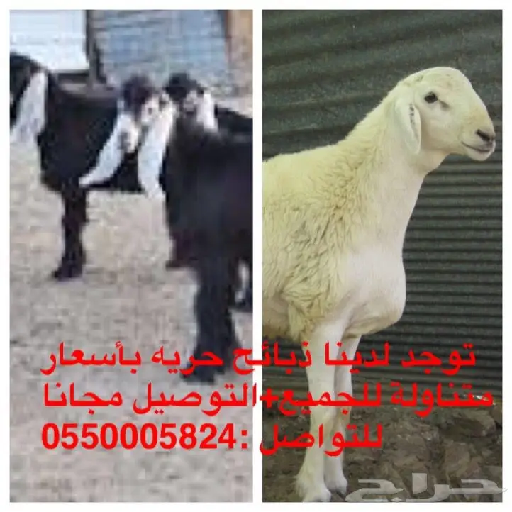 ذبايح طليان وتيوس 