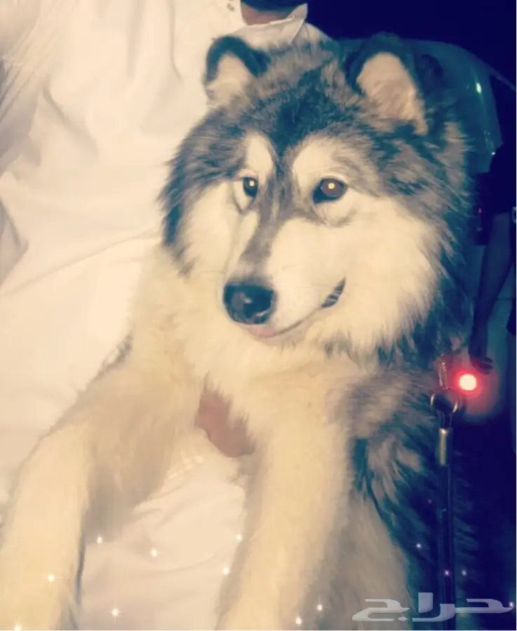 alaskan malamute pure (image 2)