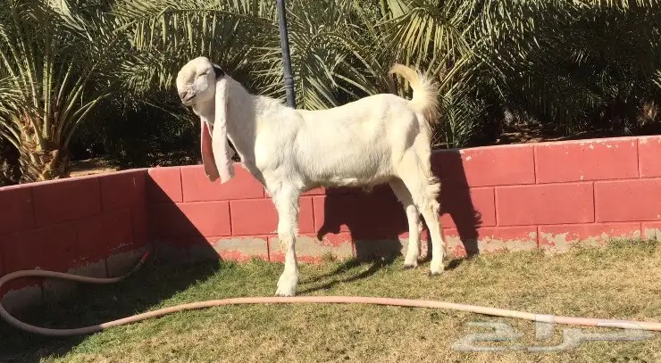 جذع هولندي ابيض فاخر لعشاق الزين