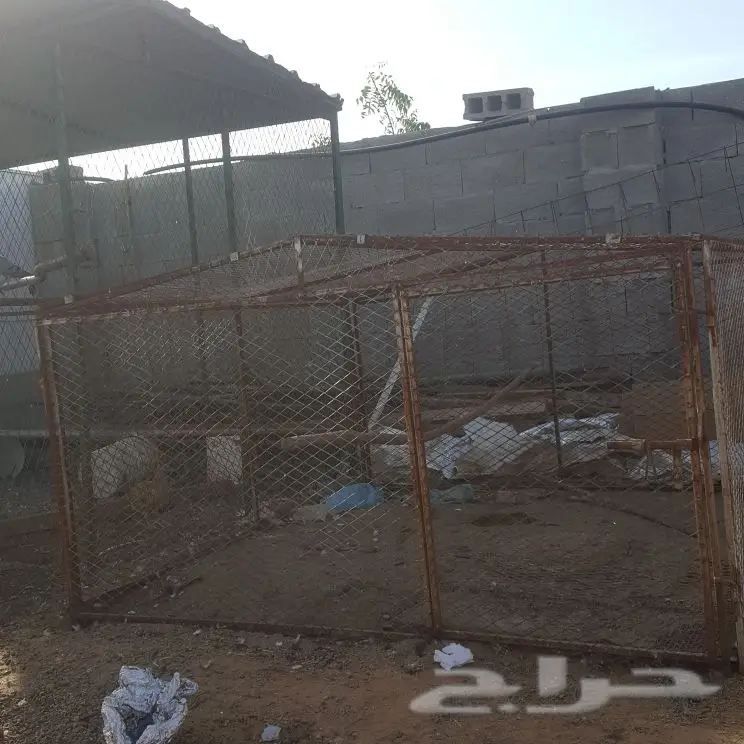 شبك بقلاوة - عنيزة (image 1)