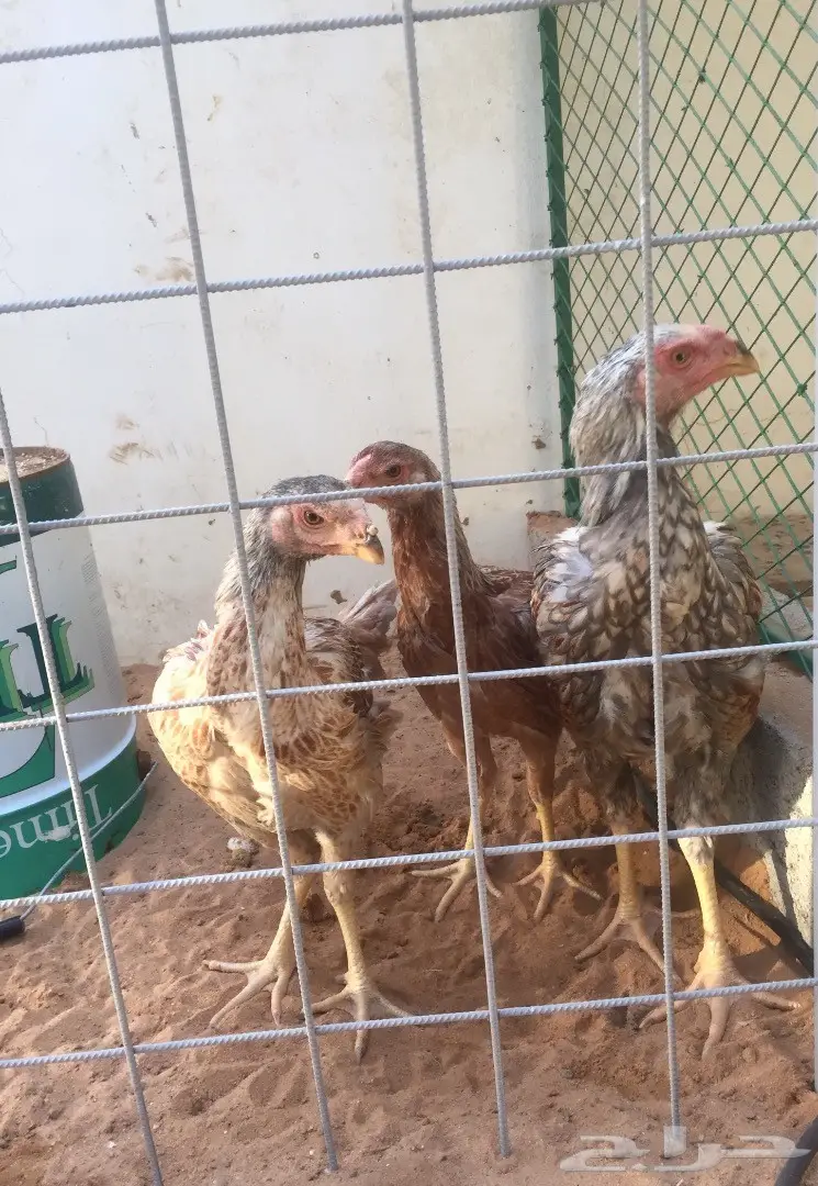 طقم فارسي حجازي عملاق TOP (image 4)