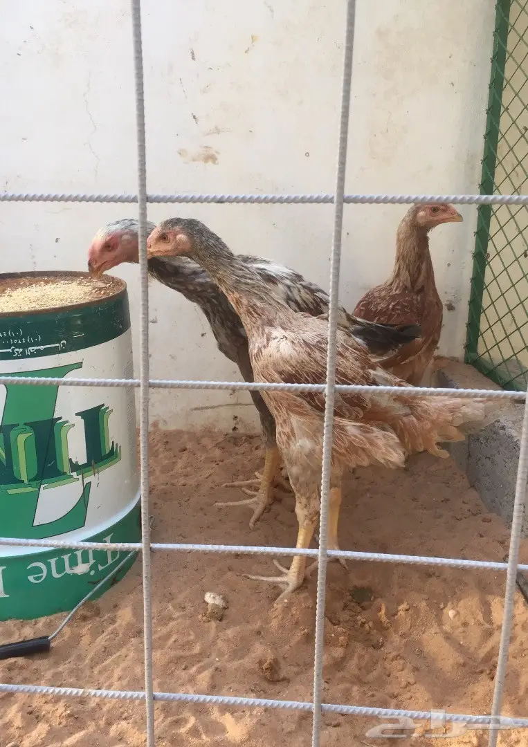 طقم فارسي حجازي عملاق TOP (image 3)