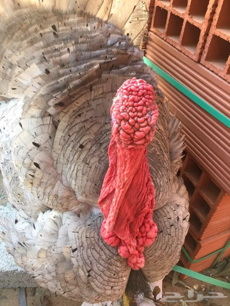 ديك رومي فحل (image 3)