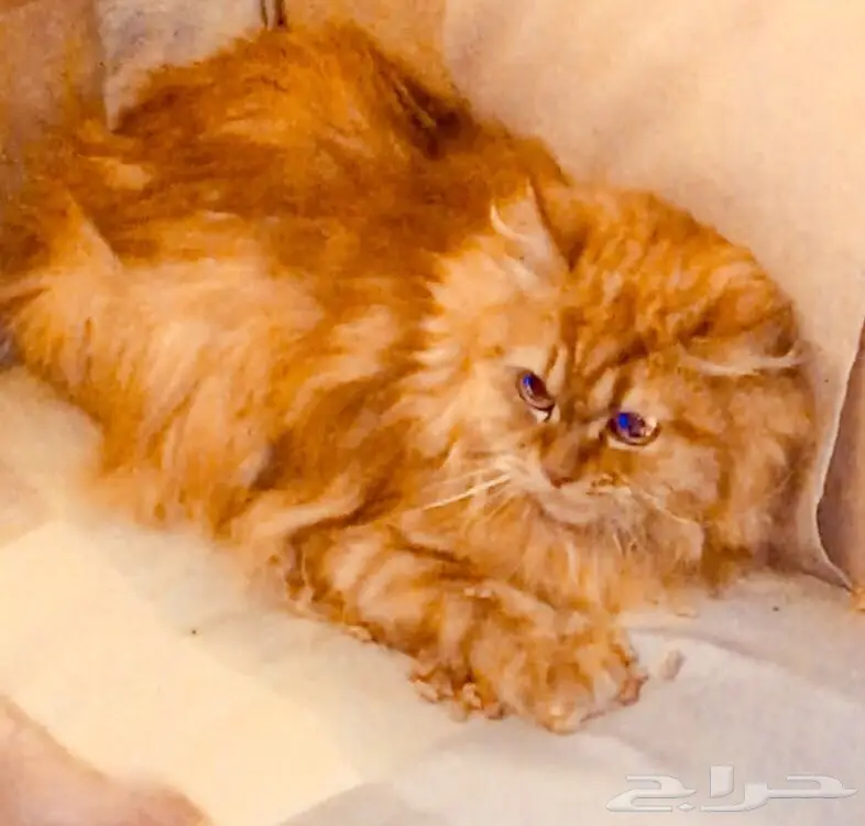 Persian Shirazi Cat for Sale قطة للبيع (image 1)