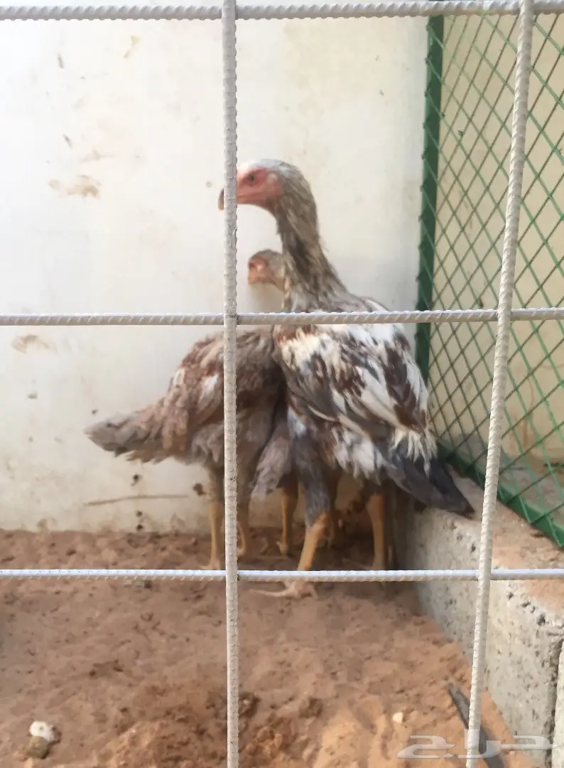 طقم فارسي حجازي عملاق TOP