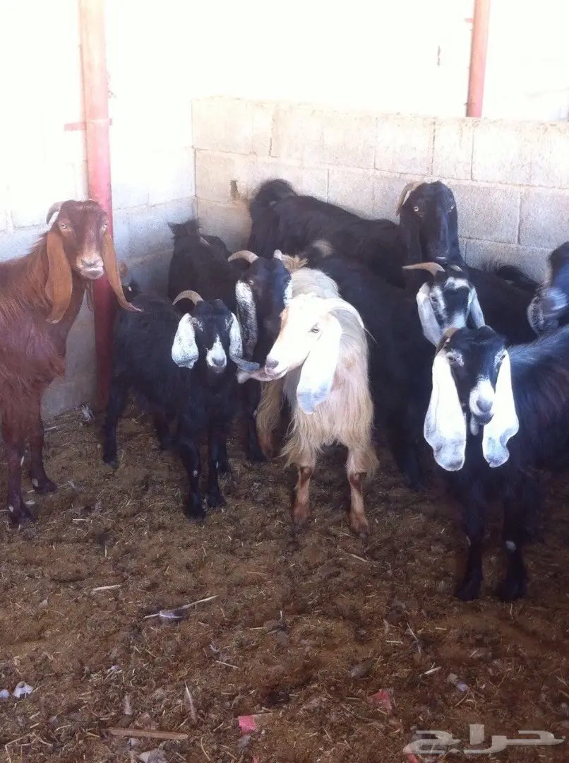 معزا للبيع  (image 2)