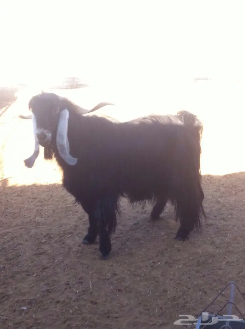 معزا للبيع  (image 4)