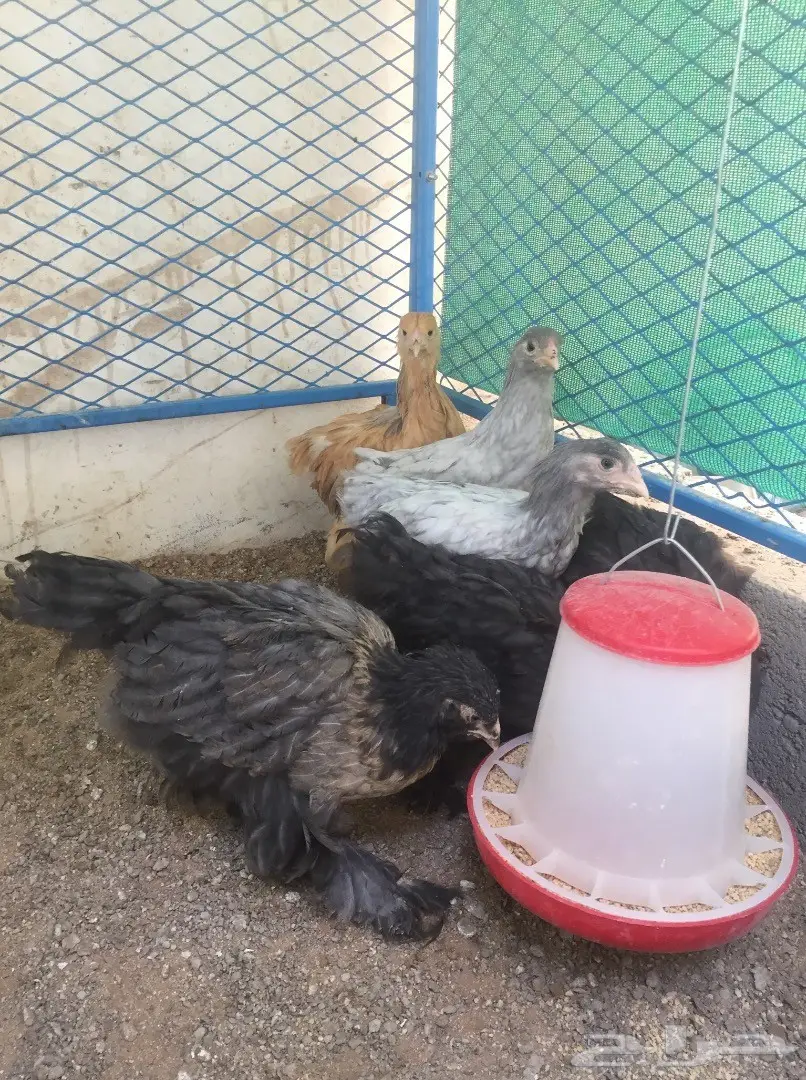 صوص فارسي - براهما - سبرايت (image 3)