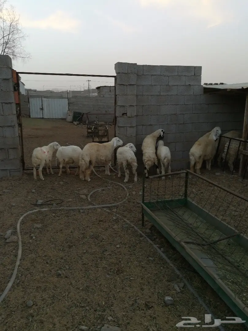 طليان تيوس رخال كبار سمينة بالتوصيل