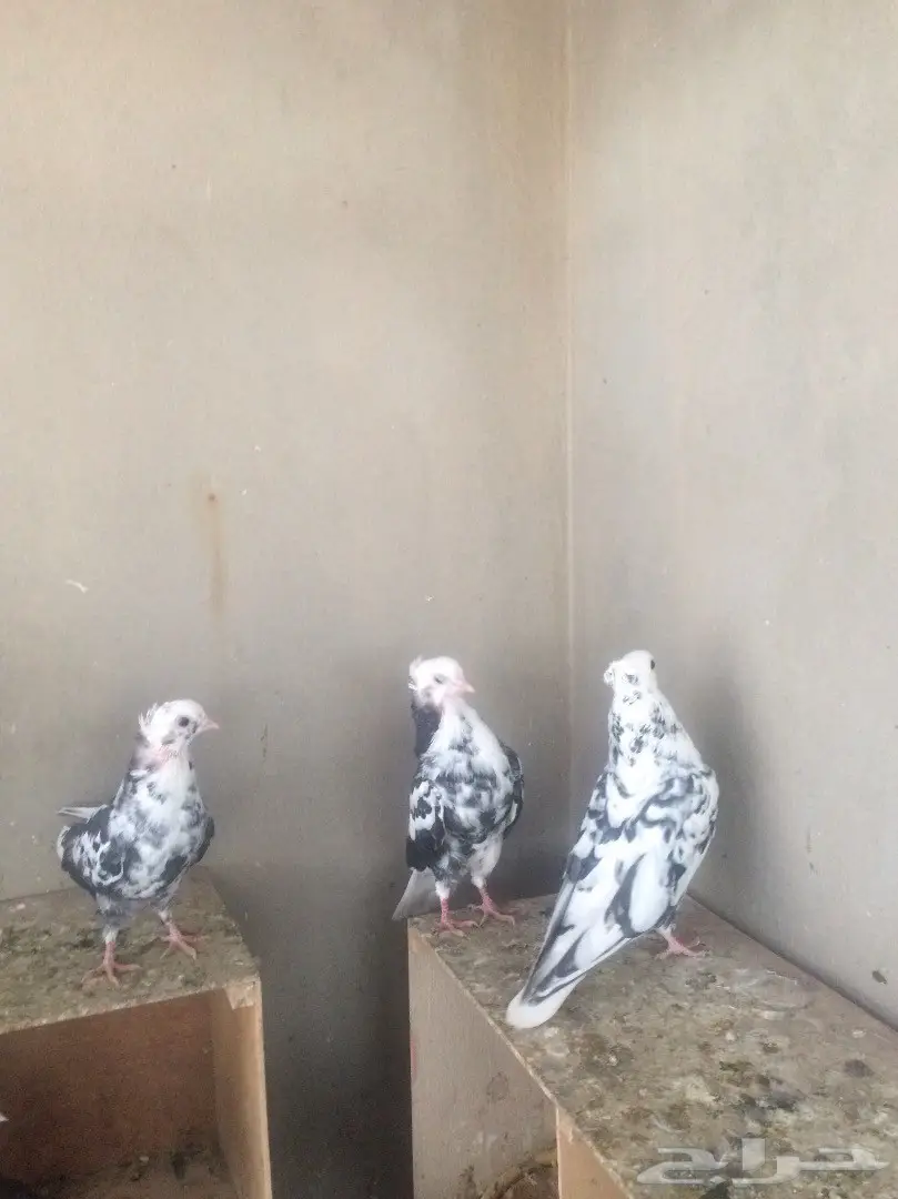 جملة نمش مقنبرات (image 6)