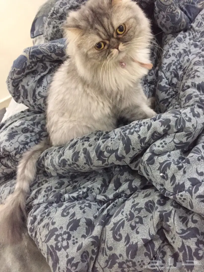 قطتين للتبني اليوم (عاجل)