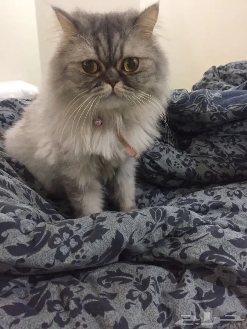 قطتين للتبني اليوم (عاجل) (image 1)