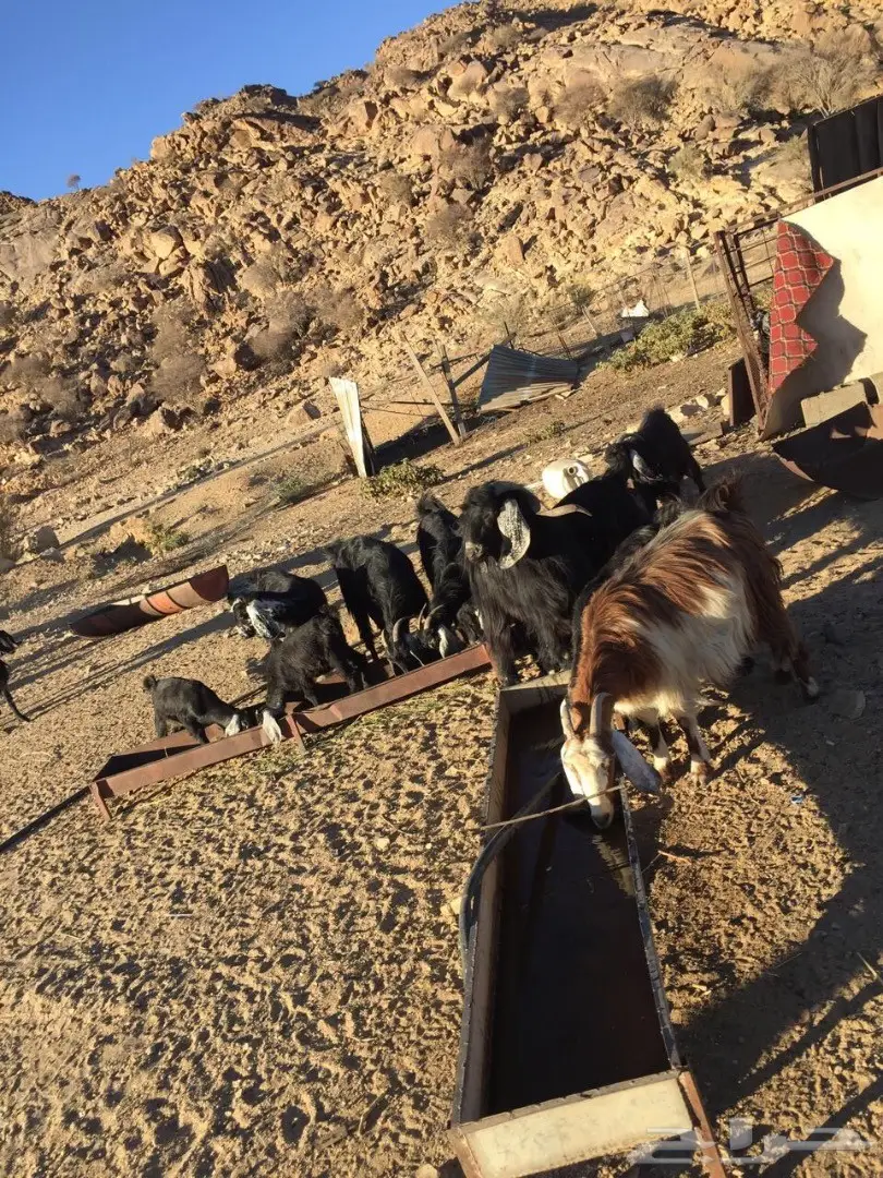 معزا للبيع (image 3)