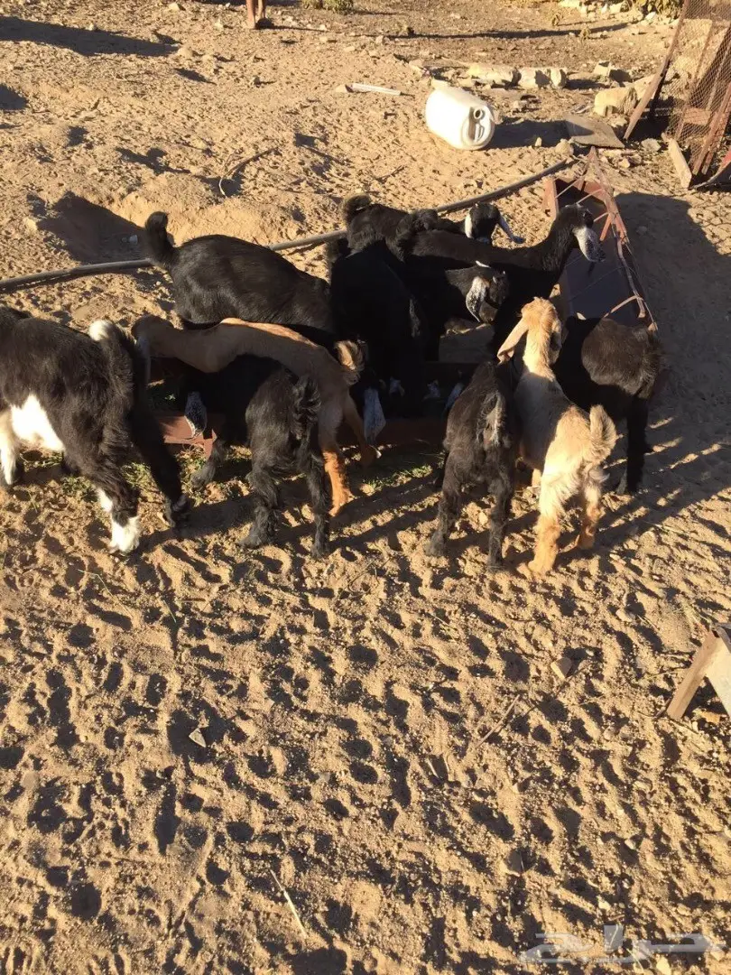 معزا للبيع (image 6)