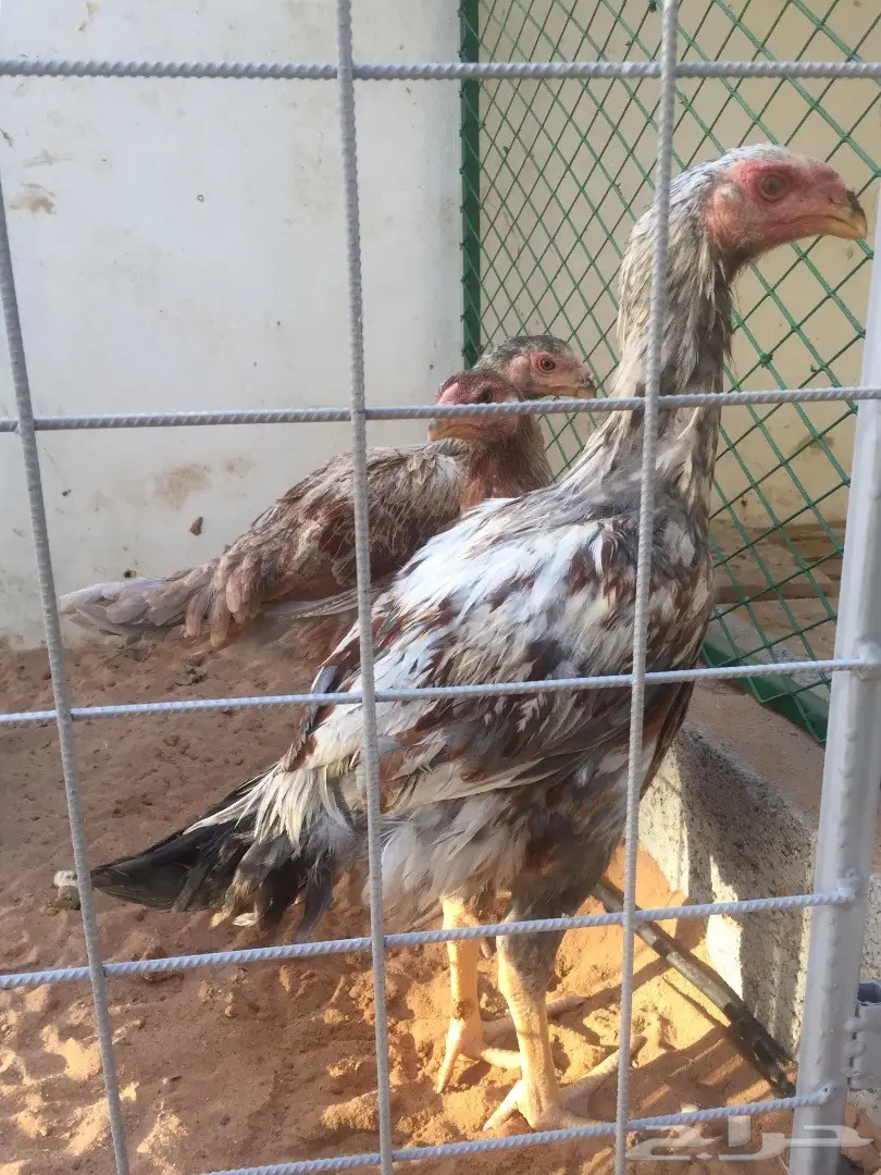 طقم فارسي حجازي عملاق TOP (image 1)