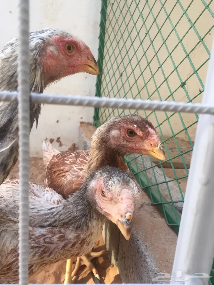 طقم فارسي حجازي عملاق TOP (image 2)