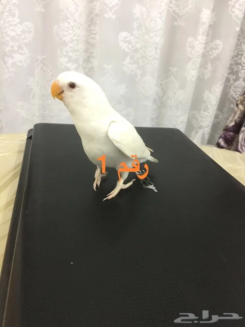 فرخ روز هدد تناديه يجييك طيران 