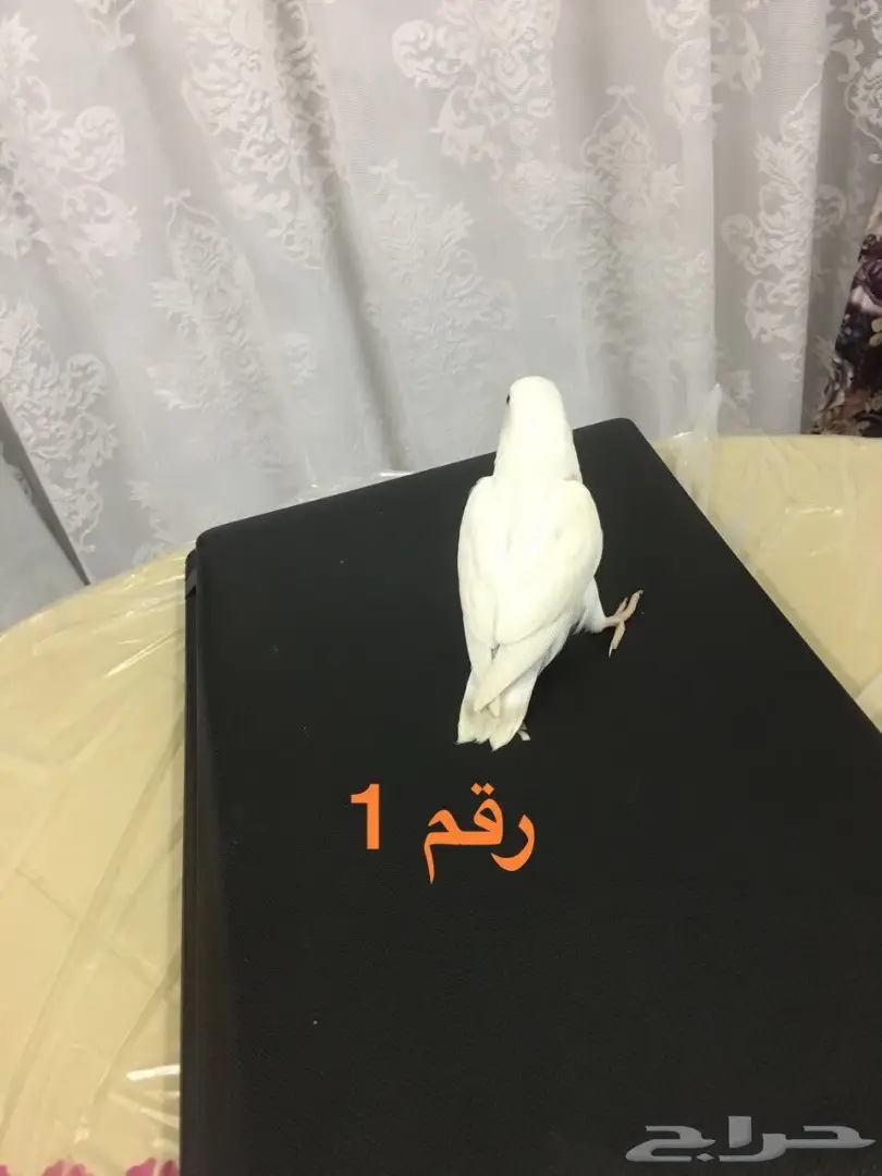 فرخ روز هدد تناديه يجييك طيران  (image 2)