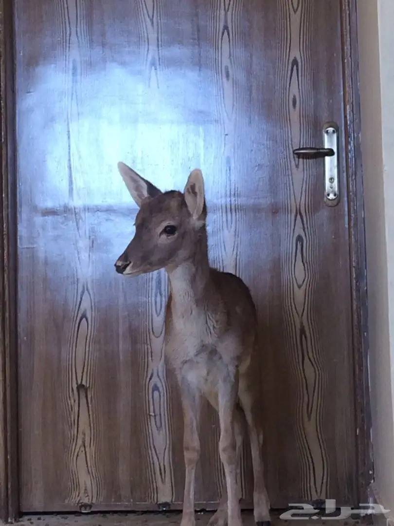 عزال ذكر هولندي للبيع  (image 2)