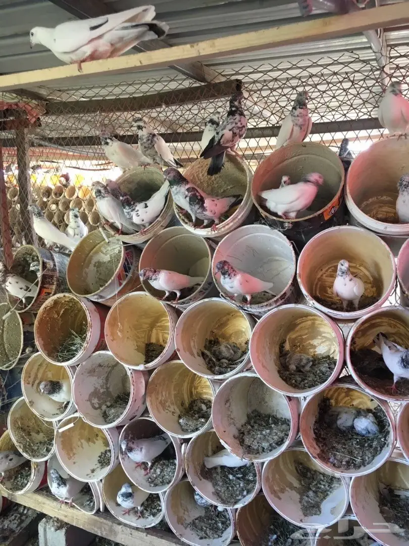 حمام للبيع (image 1)