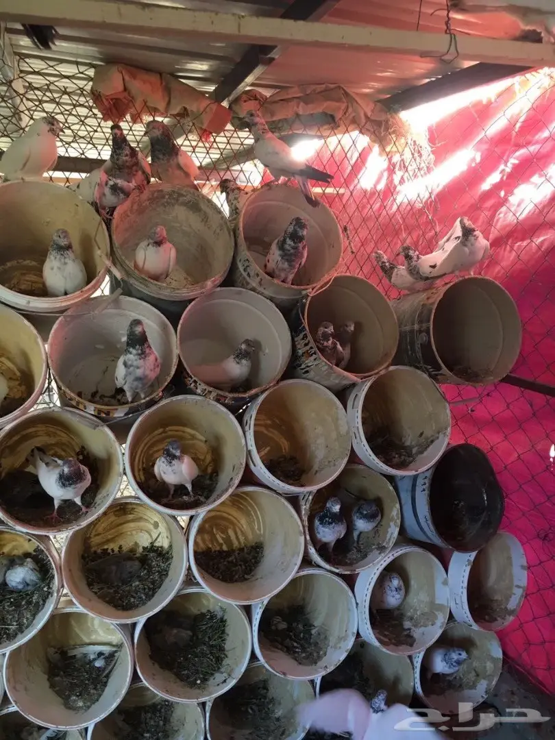 حمام للبيع (image 2)