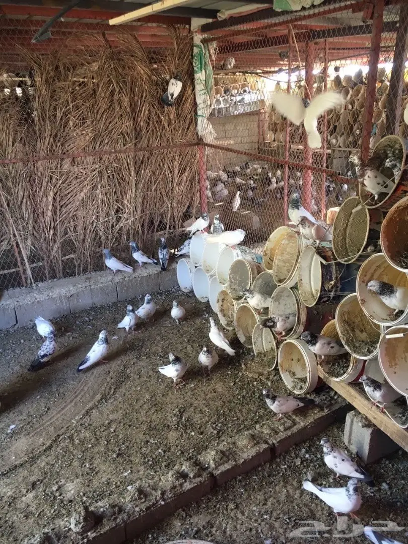 حمام للبيع (image 3)