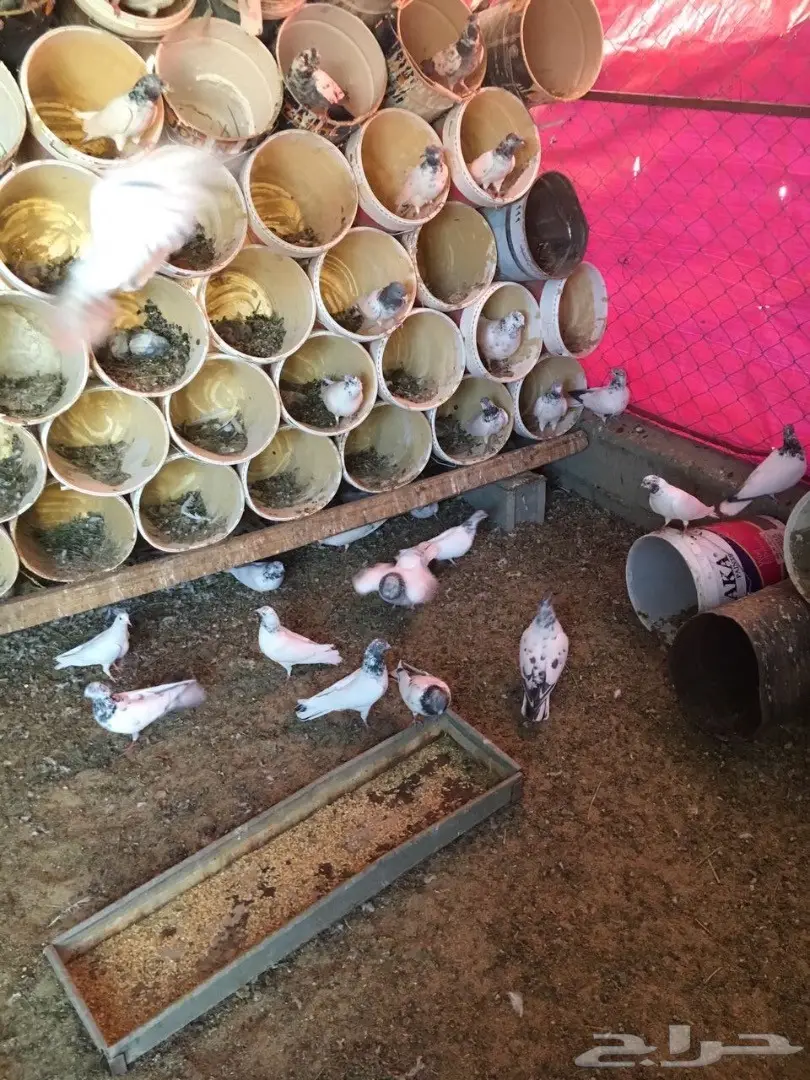 حمام للبيع (image 5)