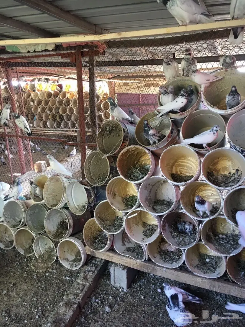 حمام للبيع (image 6)