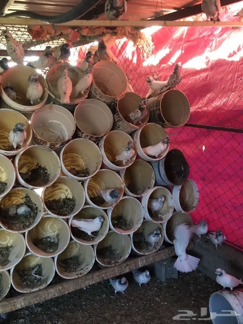 حمام للبيع (image 7)