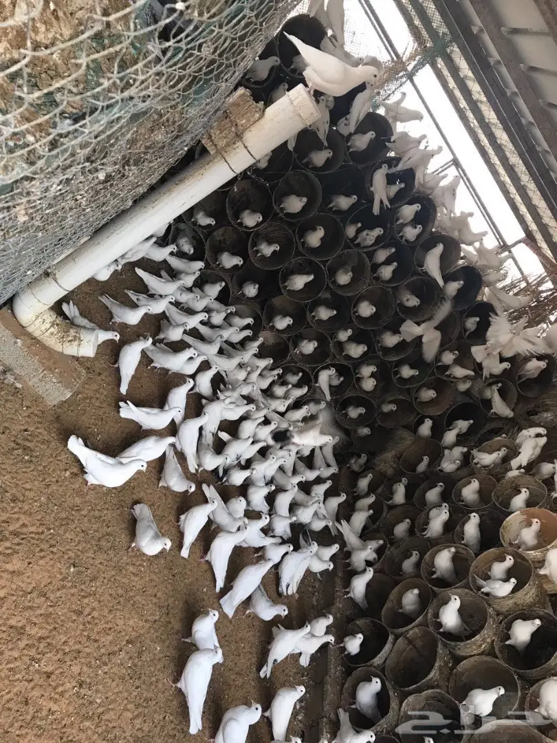 حمام بيض أنيق للبيع - فرصة لا تُفوّت!