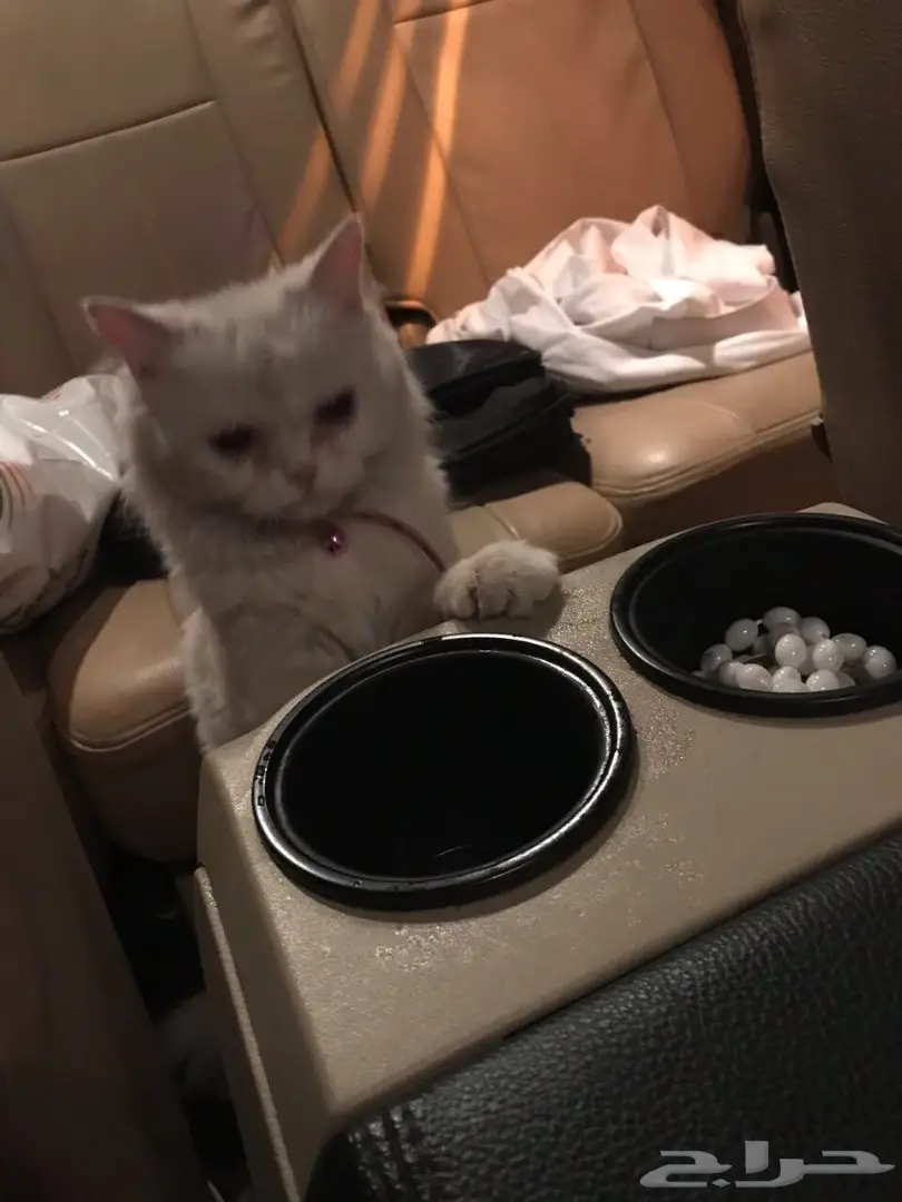 قطوه شيرازيه بيضاء