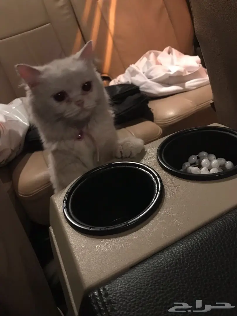 قطوه شيرازيه بيضاء (image 1)