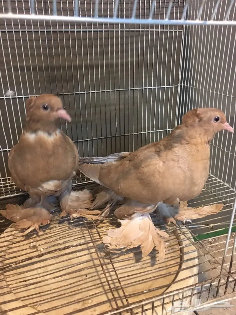 طبات عراقي وساكسن 