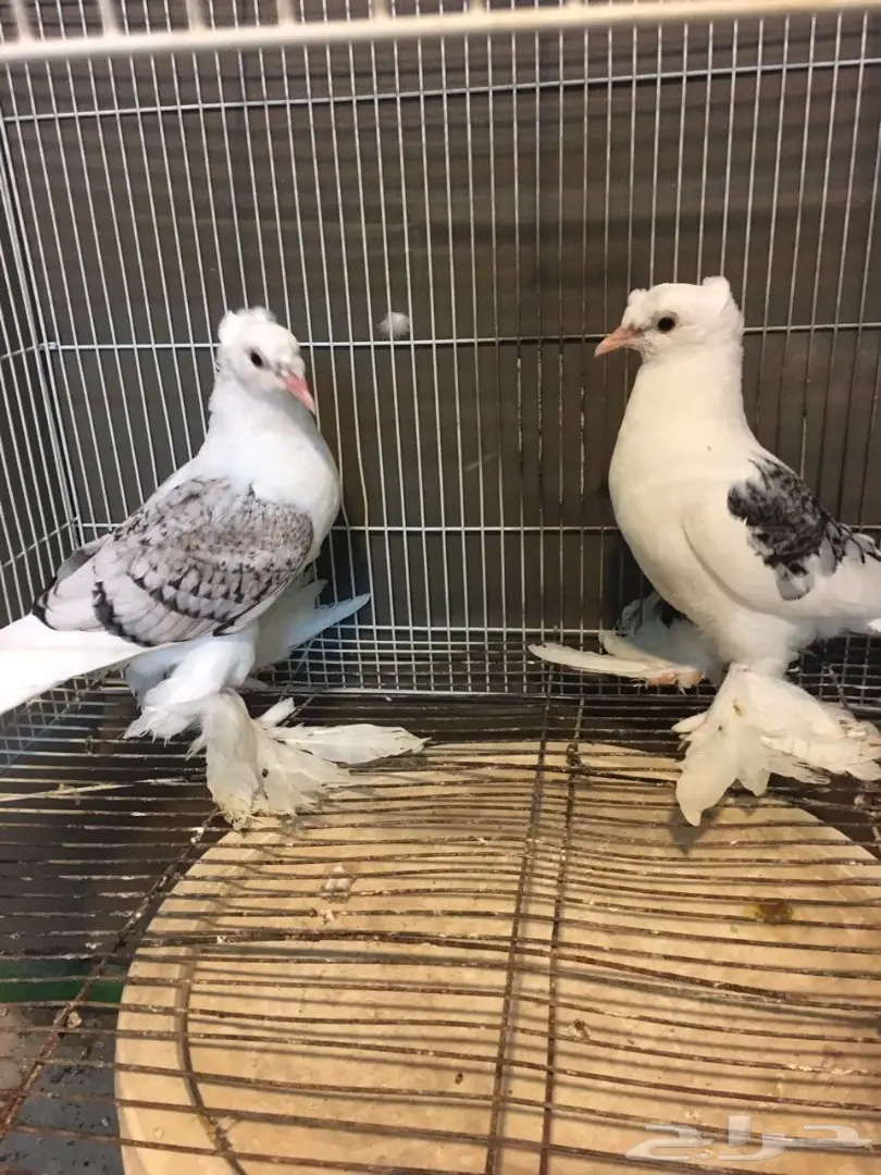 طبات عراقي وساكسن  (image 1)