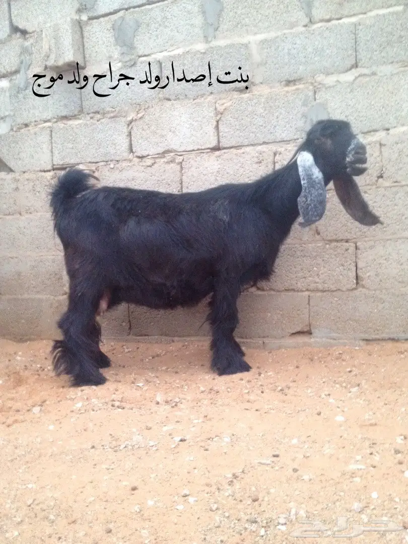 عنز طيبة للبيع