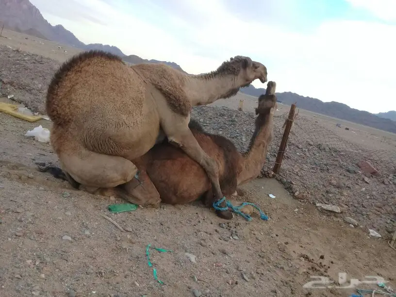 جمل كفوو يامدور هداد الشتاء سنه جذع (image 1)