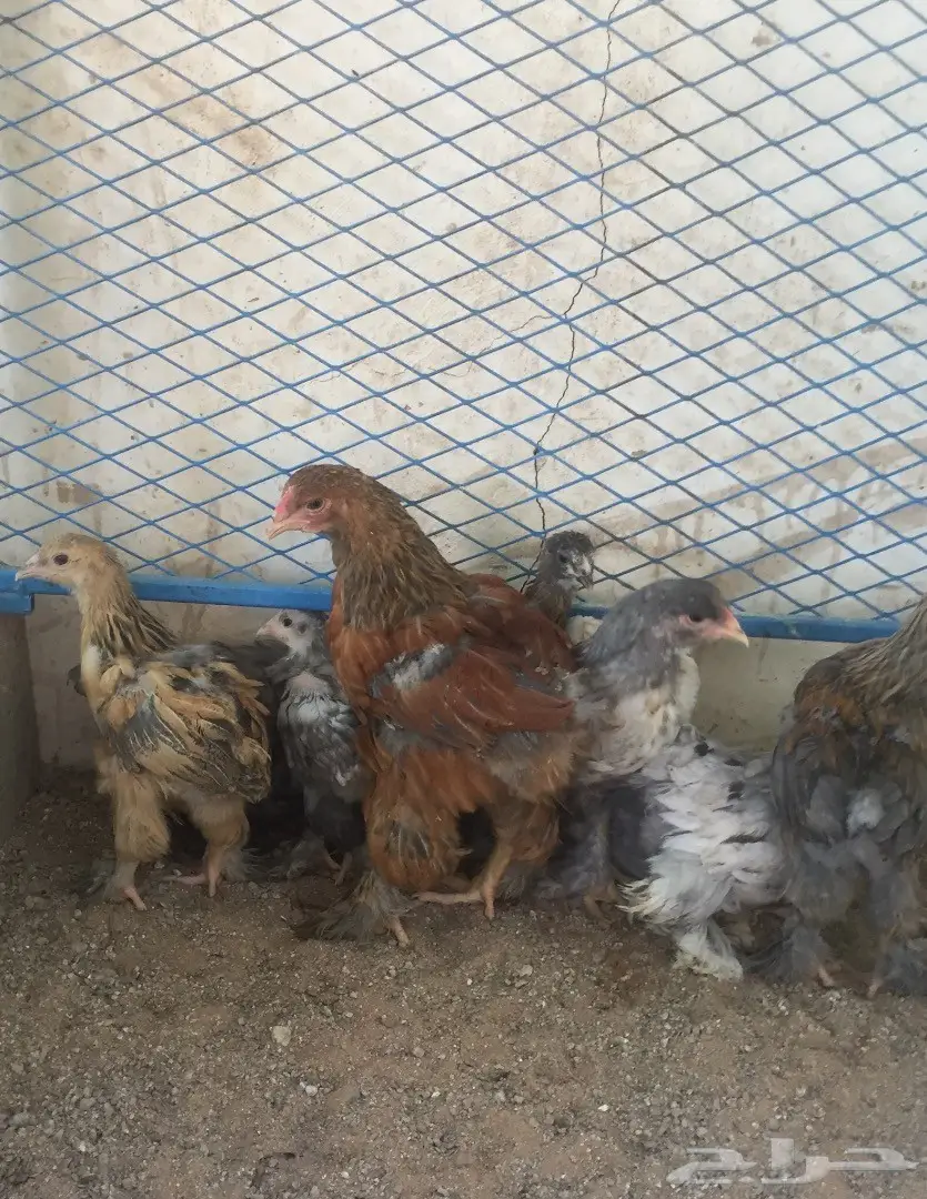 صوص فارسي - براهما - سبرايت (image 5)