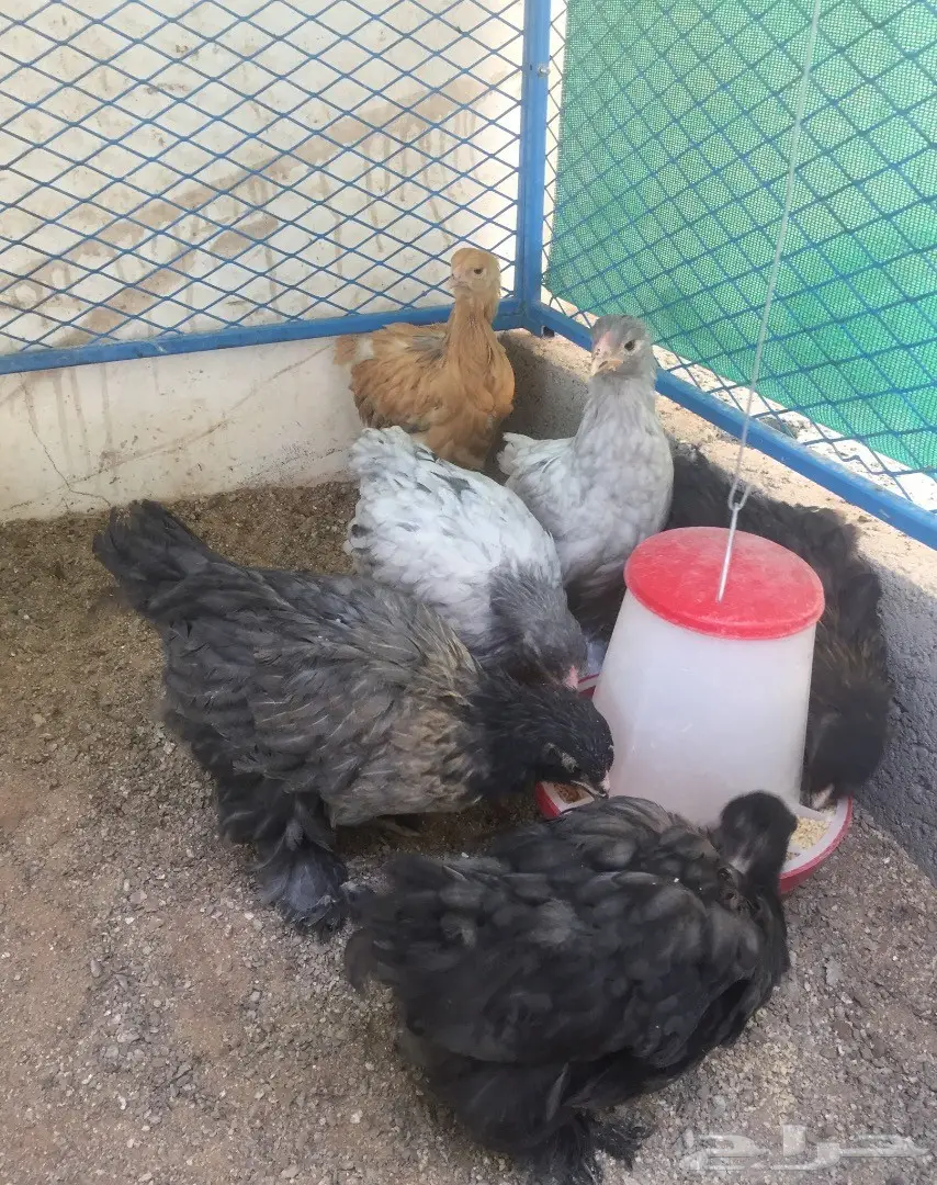 صوص فارسي - براهما - سبرايت (image 2)