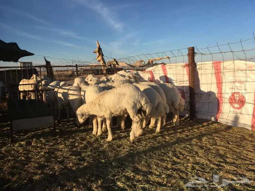 للبيع ذبائح حريات